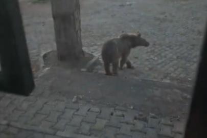 Kars’ta oteller bölgesine inen boz ayıyla vatandaşın diyaloğu gülümsetti