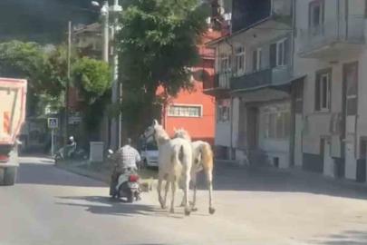 Kütahya’da atları motosikletine bağlayarak ilerleyen sürücü kameraya yansıdı