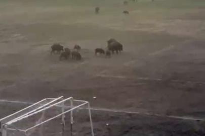 Milas’ta yaban domuzları futbol sahasını mesken tuttu