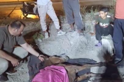 Minibüsün çarptığı başıboş at "Haybulans" ile tedaviye alındı