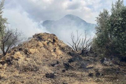 Osmaniye’de bahçedeki saman balyaları yandı, zeytin fidanları zarar gördü