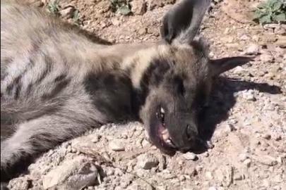 Şanlıurfa’da nesli tehdit altındaki çizgili sırtlan ölü bulundu