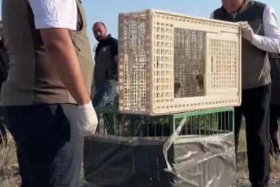Sivas’ta yuvadan düşen iki kerkenez yavrusu doğaya bırakıldı