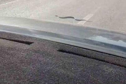 Sürücülerin yol üstündeki yılanla ilginç anları cep telefonu kamerasına yansıdı