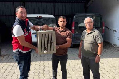 Yaralı halde bulunan leylek, koruma altına alındı