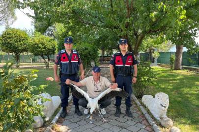 Yaralı leylek için seferber oldular