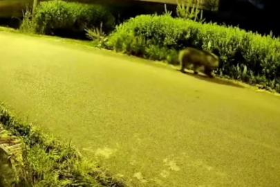 Yiyecek arayan ayı köye indi, o anlar güvenlik kamerasına yansıdı