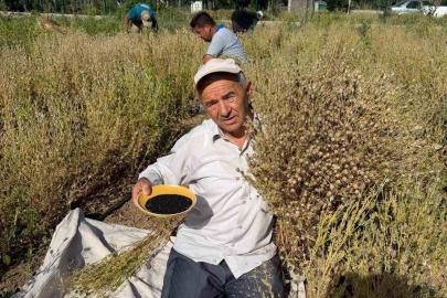 Develi’de çörek otu hasadına başlandı