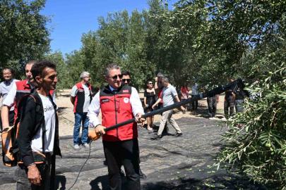 Dikili’de sezonun ilk zeytin hasadı başladı