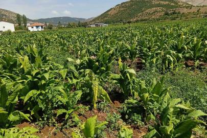 Dolu yağışı tütünlere zarar verdi