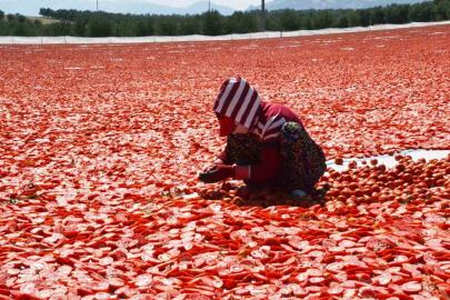 Domatesler güneşle buluştu, Gediz Ovası kırmızıya büründü
