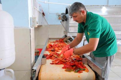 Kahramanmaraş’ta biber salçası mesaisi başladı