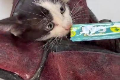 Kurtardığı kedi aracının motoruna girdi
