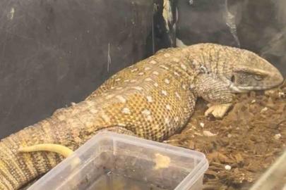 Manisa’da egzotik hayvan operasyonu: 61 yaban hayvanı kurtarıldı