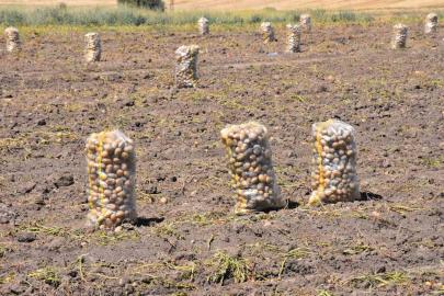Patates üretiminde Türkiye’nin lokomotiflerinden Sandıklı’da hasat dönemi başladı