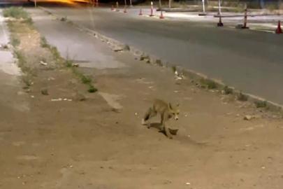 Sivas’ta kokoreçcinin müdavimi tilki, bazen orada yiyor bazen de ’paket yaptırıyor’