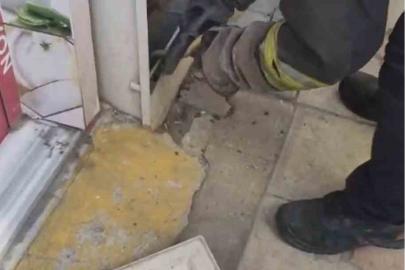 Tekirdağ’da doğalgaz kutusuna giren yılanı kedi fark etti