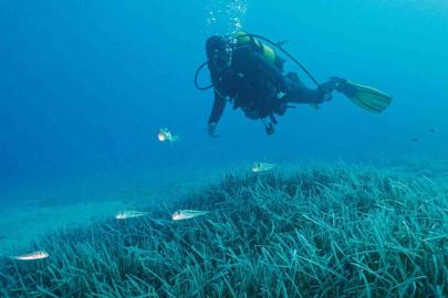 Türkiye’nin ilk Deniz Milli Parkı Fethiye-Kaş ve Kuzey Ege sınırlarında