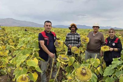 Aydıntepe’de ayçiçeği hasadı başladı