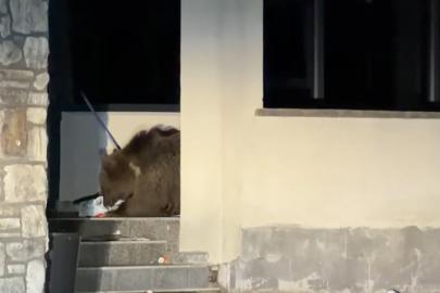 Ayı avluya girdi, vatandaş araçta mahsur kaldı: Sarıkamış’ta "kim önce çıkacak" bekleyişi