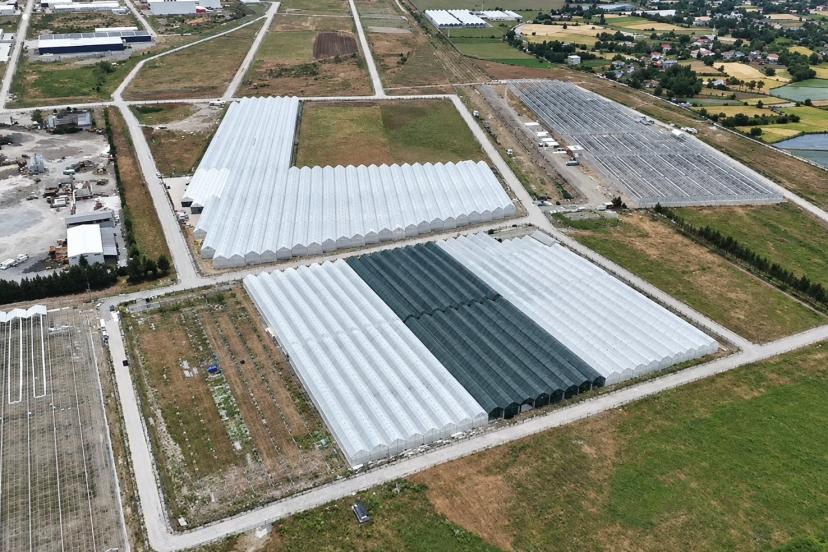 Bafra’da sera organize tarım bölgesinde doluluk yüzde 85’e ulaştı