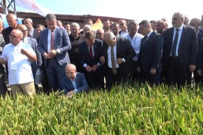 Bafra’da Türkiye’nin ilk çeltik ağası seçildi