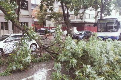 Başkentte yağıştan devrilen ağaç trafiği aksattı