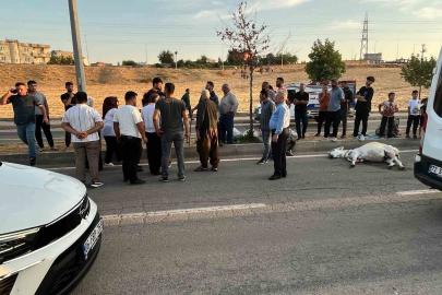 Batman’da hafif ticari araç eşeğe çarptı