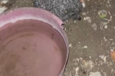 Bayburt’ta tavuklara bırakılan suya önce tilki şimdi de kirpi dadandı
