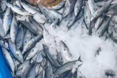 Bir gecede 2 bin adet palamut yakaladı
