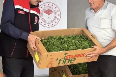 Burdur’da üreticilere 164 bin 500 marul fidesi dağıtıldı