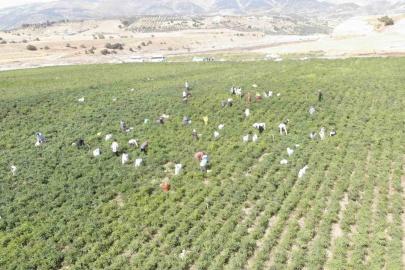 Coğrafi işaret tescilli Maraş biberinde hasat dönemi