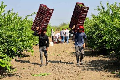 Çukurova’da tarım işçisi yevmiyeleri bin 613 lira oldu