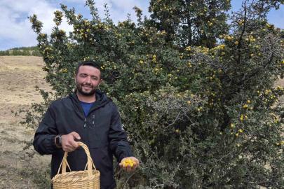 Doğada kendiliğinden yetişiyor faydaları saymakla bitmiyor