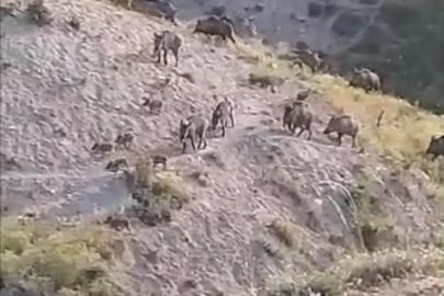 Elazığ’da domuzlar sürü halinde görüntülendi