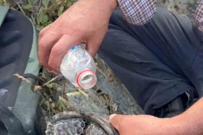 Elazığ’da yangından kaçan kaplumbağaya vatandaşlar sahip çıktı