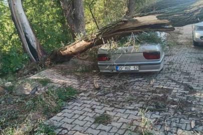 Fırtınada kökünden sökülen ağaç otomobilin üzerine devrildi