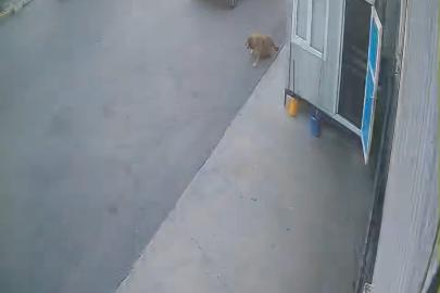 Görenlerin içini sızlatan görüntü