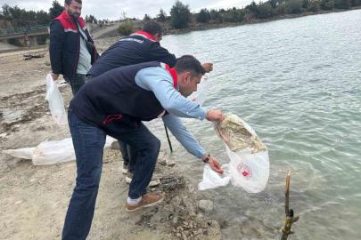 Havza’da göletlere 110 bin yavru sazan bırakıldı