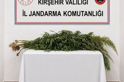 İkametlerde yapılan aramalarda 30 kök uyuşturucu ele geçirildi