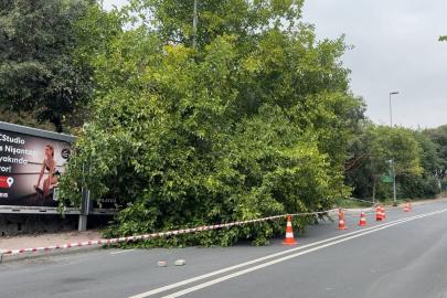 İstanbul’da yağış sonrası ağaçlar devrildi, rögarlar taştı