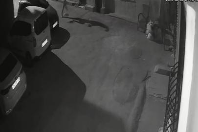 İzmir’de sahibinden köpeğe acımasız tekme