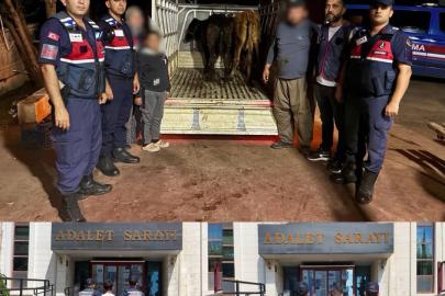 Jandarma çalınan 13 hayvanın izini sürdü: 3 büyükbaş sahibine teslim edildi