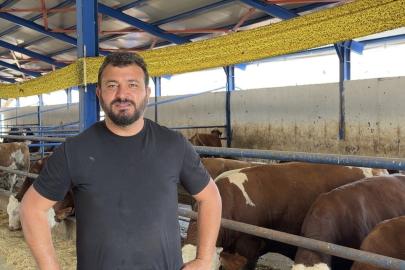 Kamyona binmek istemeyen dana firar etti, güçlükle yakalayabildiler