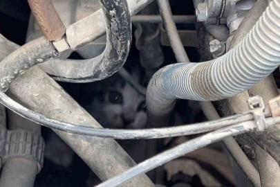 Kaputta sıkışan yavru kedinin imdadına itfaiye yetişti
