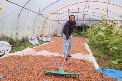 Karadeniz’de dinmeyen yağmurda serada fındık kurutma dönemi
