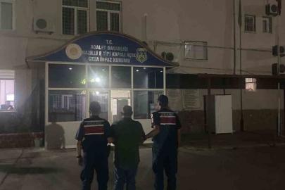 Kuyucak’ta ormanlık alanda kenevir yetiştiren şüpheli suçüstü yakalandı