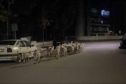 Mahallede ’firari koyun’ seferberliği: Ağıldan kaçan koyunlar boş arazide bulundu
