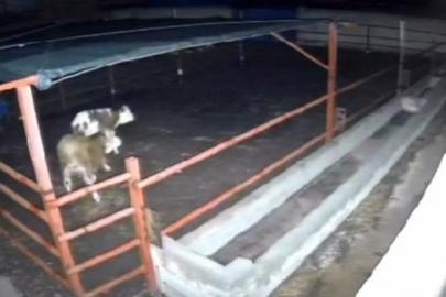 Mandıraya giren kurtlar hayvanlara saldırdı
