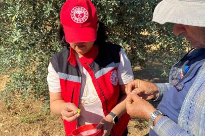 Manisa’da zeytin sineği uyarısı